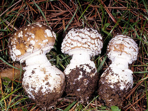 Amanita pantherina - Fungi species | sokos jishebi | სოკოს ჯიშები